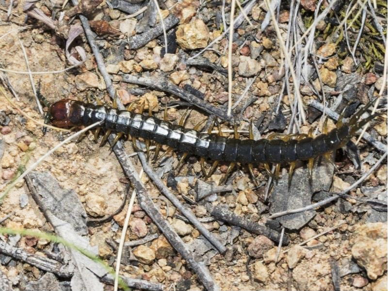 Scolopendrid centipede]